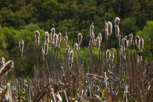 Cattails Bulrush Typha Latifolia Beside River. Closeup Of Blooming Cattails During Early Spring Snowy Background. Flowers And Seed Heads Of Fluffy Cattail