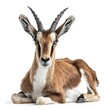 Tibetan Antelope in natural pose isolated on white background, photo realistic