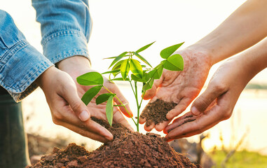 Wall Mural - person is planting a tree with another person