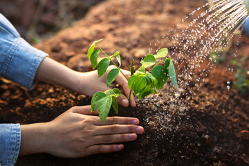 Wall Mural - person is watering a plant in a garden