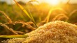 Rice germ extraction process, vibrant organic field background, closeup, showcasing natural essence, morning light , super detailed