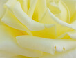 Flower petals of a yellow, tea rose.