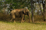 Fototapeta Sawanna - The Indian elephant (Elephas maximus indicus), a large male without tusks on the river bank. A dangerous tuskless male in the Indian jungle.