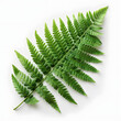 © godex - Fern leaf against an isolated white background