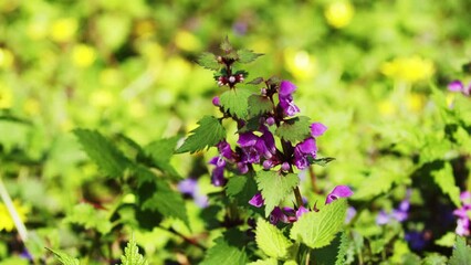 Wall Mural - Flowers of Lamium purpureum, known as red dead-nettle, purple dead-nettle, or purple archangel