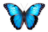 Fototapeta Motyle - Beautiful Blue Morpho butterfly isolated on a white background with clipping path