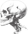 Halftone skull side profile vector illustration