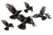 A Symphony of Wings: Graceful Birds Soaring in Unison. On a White or Clear Surface PNG Transparent Background.