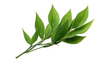  Vibrant Verdant Oasis: Lush Green Plant Close-Up. On a White or Clear Surface PNG Transparent Background.
