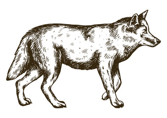 Wall Mural - Wolf animal engraving PNG illustration with transparent background	
