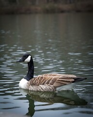 Poster - a goose is sitting on the water in the dark sky