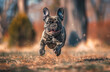 Brindle French bulldog running to the camera looking happy, on blurred background, copy space.