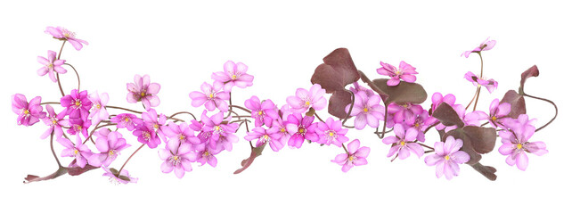 Wall Mural - first spring flowers, anemone hepatica isolated on white background. blooming of pink violet wild fo