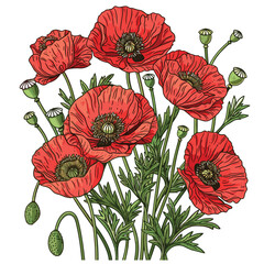 Red poppies flowers. Eps 10 vector illustration.