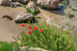 Blooming wild red poppies on the rocky beach.