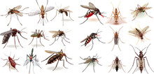 Blood Sucking Insects, Peddler Of Dengue, Zika Virus And Malaria Vector Isolated Mosquitoes Set For Repellent Spray Ad