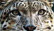Intense close-up of a leopard