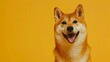 Close-up portrait of a cute white dog with a brown patch on its eye Happy smiling shiba inu dog isolated on yellow orange background with copy space. Red-haired Japanese dog smile portrait 