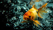 Gold Fish Isolated in bubble water Background