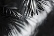 Blurred shadow from palm leaves on the light black wall. Minimal abstract background for product presentation. Spring and summer