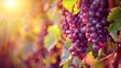 Red wine grapes on vine in summer vineyard on blurred vineyard background, close upClose-up of a red grape cluster hanging on a vine in a sunny vineyard