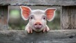 A wooden fence frames the adorable close-up of a curious piglet's snout, emphasizing the endearing nature of farm animals.