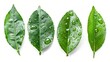 Isolated citrus leaves on a white background. Full depth of field.