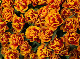 Wall Mural - tulips flowers blooming in the spring