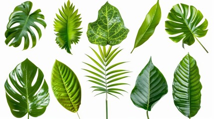 Poster - On a white background, we see a set of tropical leaves.