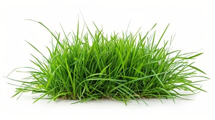 Poster - White background with isolated green grass