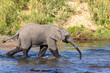 Young African elephant walking in the water