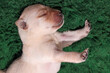 A one-week-old puppy is stretching out blissfully.