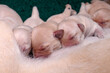 Mother's milk, a gift from mom. Four-day-old Labrador puppies are feasting on the mother's milk.