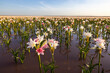 Lilies in water up to the horizon