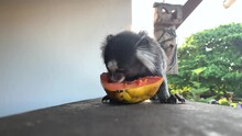 Common Marmoset Eating Papaya On The Balcony