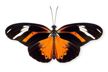 Wall Mural - Beautiful Doris Longwing or Double-banded Postman butterfly isolated on a white background with clipping path