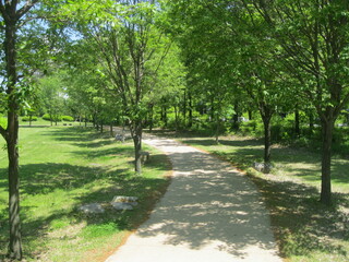 Wall Mural - path in the park