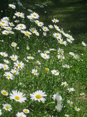 Poster - daisies in a field