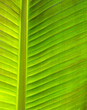 Сlose up green leaf texture