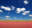 Tulips field and white clouds