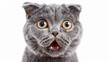 A close up of a gray cat with big eyes and mouth open, AI