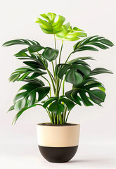 Decorative fresh Monstera deliciosa tree planted in a white ceramic pot isolated on white background. Fresh Swiss Cheese Plant with large glossy green leaves.