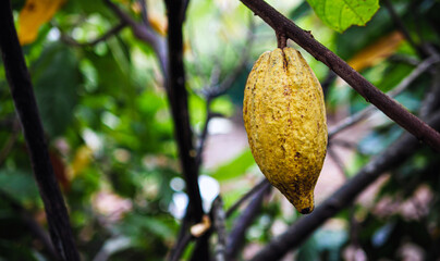 Wall Mural - Ripe cacao fruit, cacao pod on cocoa tree plant fruit plantation