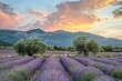 Trees in lavender field at sunrise on the background of mountains