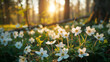 Spring Forest Primroses
White primroses flourishing in the soft light of a spring forest, embodying new beginnings and the beauty of nature's awakening.