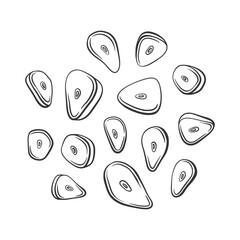 Vector outline chopped garlic. Cut garlic cloves illustration. Condiment and spicy ingredient for cooking.