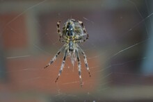 AI Generated Illustration Of A Spider Weaving Its Web
