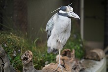 Yellow Crowned Night Heron Bird Perched On A Log