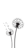 Fototapeta Dmuchawce - Vector illustration dandelion time. Black Dandelion seeds blowing in the wind. The wind inflates a dandelion isolated on a white background.