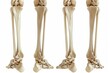 Human skeleton lower limbs anatomy illustration, hip and leg bones and joints